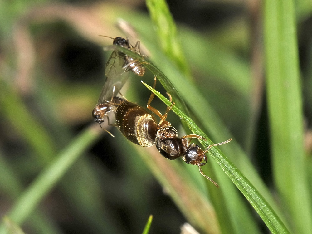 Lasius sp. Copula e dismissione dell''abito nuziale